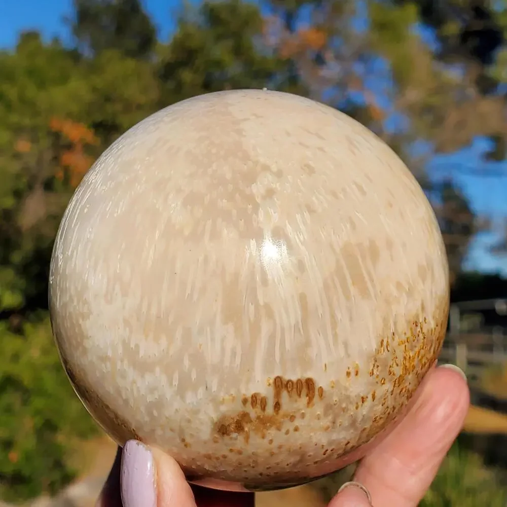 Large Petrified Palm Root Wood Fossil Crystal Sphere Indonesian 714 grams | 82mm